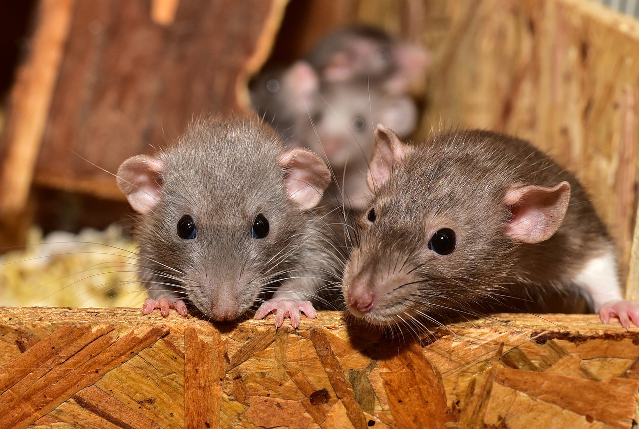 The Pros and Cons of the Most Popular London Pest Control Methods for Dealing with Rodents