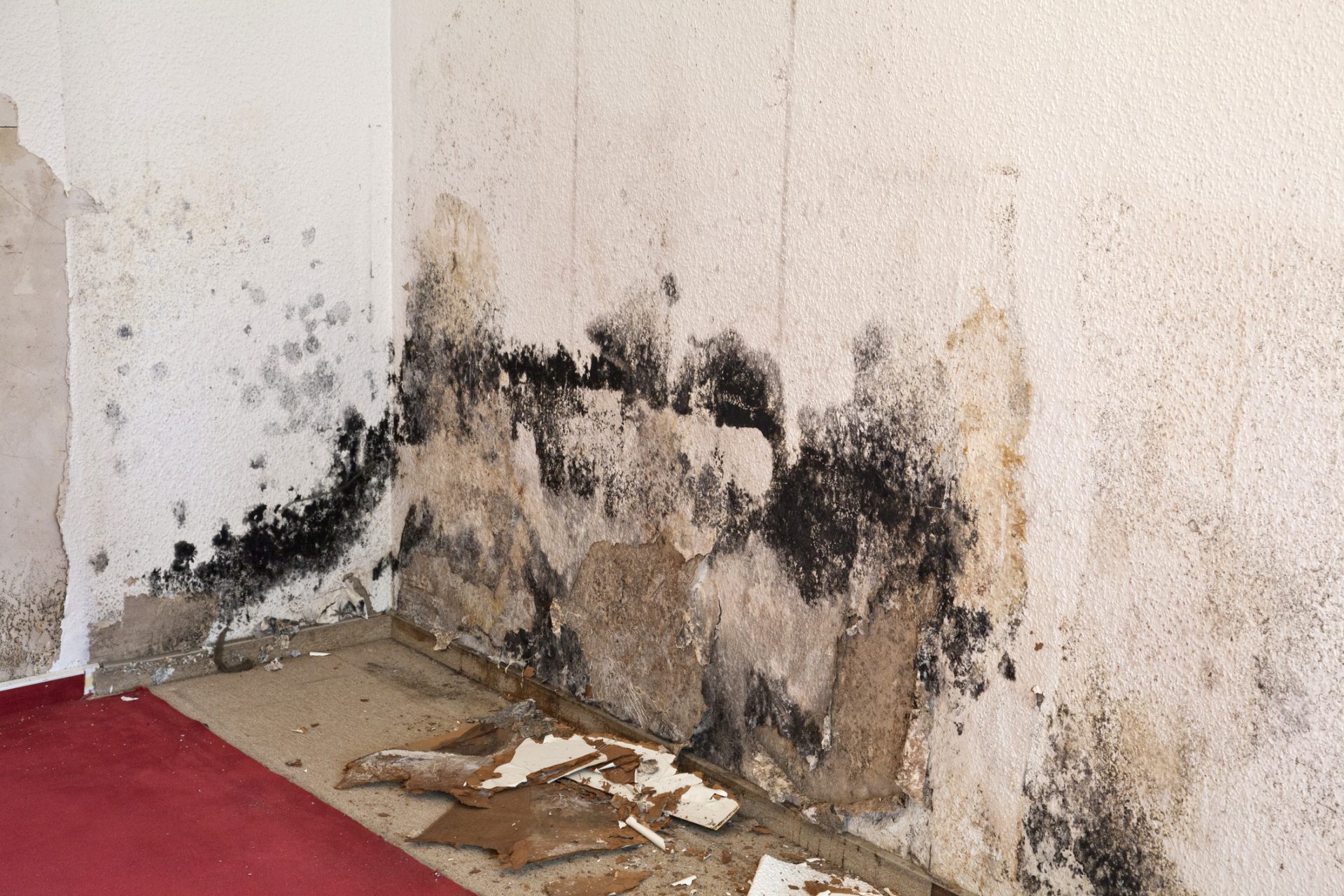A Guide to Claiming Compensation For Damp And Mould